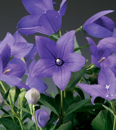 Ballon Flower Twinkle™ Blue